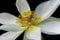 White lotus flower in closeup