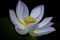 White lotus flower in closeup