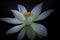 White lotus flower in closeup