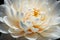 White lotus flower closeup, natural background