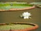 White Lotus Flower And Giant Lotus Leaves In The Pond