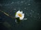 White lotus flower with green leaves floating on lake. Lotus blossoms or water lily flowers blooming on pond. Beautiful reflection