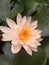 White lotus flower for living peacefully.