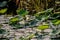 White lotus flower open up in pond covered with leaves