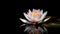 white lotus flower with reflection on black background, made with Generative AI