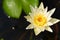 White Lotus Flower and the stamen