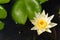 White Lotus Flower and the stamen