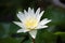 White Lotus flower thailand