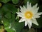 White lotus flower or water lily in the pond on top view