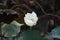 White lotus flowers amidst the green leaves in the canal that is quite arid.