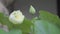 White lotus flowers that have already bloomed are not beautiful, with blurred