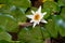 White lotus flowers in the lotus pond top view