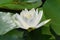 White Lotus in Japanese Pond