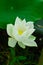 White lotus, large green leaves, drops of dew on lotus leaves and sunrise in the morning.