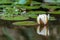 White Lotus lilies floating with reflection