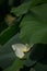 White lotus lily core and fallen petal