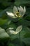 White lotus lily core and fallen petal