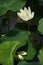 White lotus lily core and fallen petal