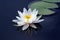 White lotus lily flower on water. botany and vegetation