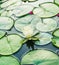 A white lotus and lily pads in a pond