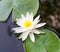 A white lotus and lily pads in a pond