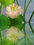 White lotus lotus pond reflection