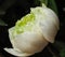 White lotus, Nelumbo nuclfera Gaertn
