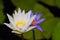 A white lotus show a yellow carpel with a blur violet lotus and leaf in back ground