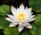 White lotus waterlily lily flower - Generative AI