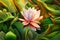 White lotus waterlily lily flower - Generative AI