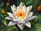 White lotus waterlily lily flower - Generative AI