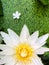 White lotus, yellow pollen, blurred green duckweed