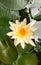 White lotus with yellow pollen in the pool, beautiful white lotus background in top view