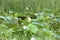 White lotuses in a swamp with many reeds