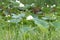 White lotuses in a swamp with many reeds