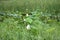 White lotuses in a swamp with many reeds