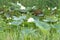 White lotuses in a swamp with many reeds