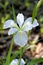 White Louisiana Bog Iris Blossom