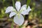 White Louisiana Bog Iris Blossom