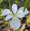 White Louisiana Bog Iris Blossom