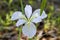 White Louisiana Bog Iris Blossom