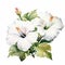 White Love: Hibiscus Watercolor Painting On White Background