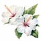 White Love: Watercolor Hibiscus Flowers On White Background