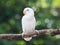 White lovebird standing on the tree in garden on blurred bokeh background