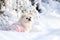 White lovely dog in snow