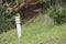 White luminaire in green grass garden