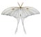 White Luna Moth on isolated background. Watercolor illustration of Night moon Butterfly. Hand drawn clip art of a flying