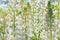 White lupine flower Blooming in the meadow.