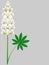 White lupine flower with green leaf on a gray background.