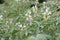 White lupine Lupinus albus, white flowering plant